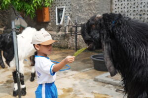Seorang anak tampak sedang memberi makan seekor kambing